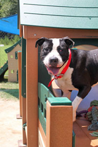 black and white dog on playground equipment