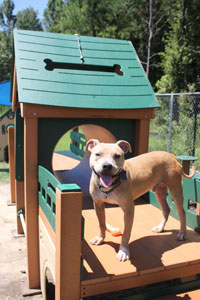 tan dog on playground equipment